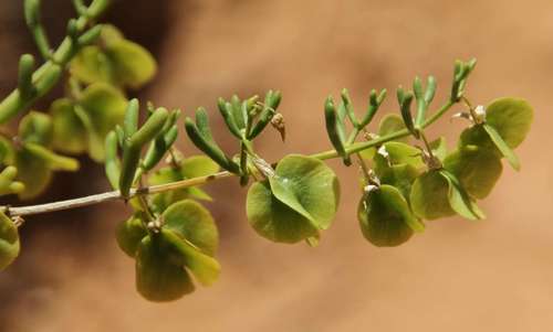Roepera eremaea (Roepera eremaea)