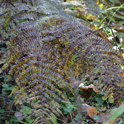 Dryopteris filix-mas observed 2026-10-28