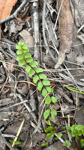Adiantum observed 2026-10-28
