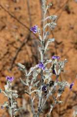 Dampiera lanceolata lanceolata