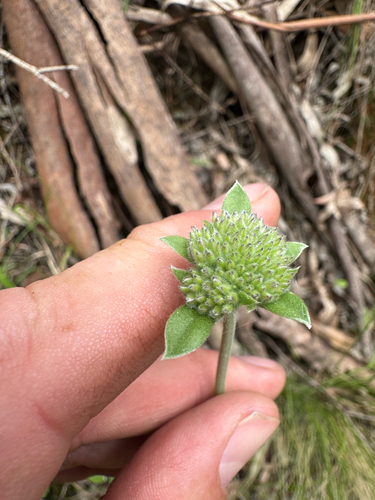 Brunonia australis observed 2026-10-28