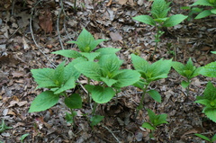Collinsonia japonica