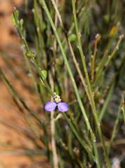 Comesperma scoparium
