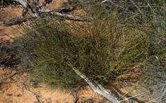 Comesperma scoparium