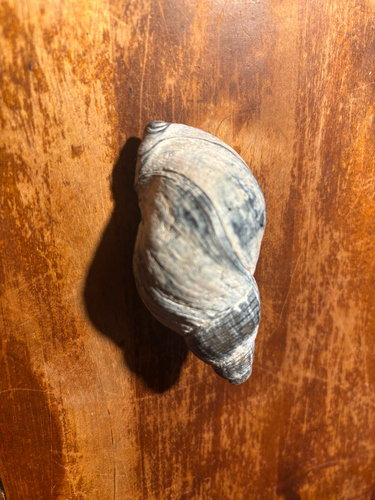 Buccinum undatum observed 2026-10-27