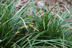 Carex morrowii