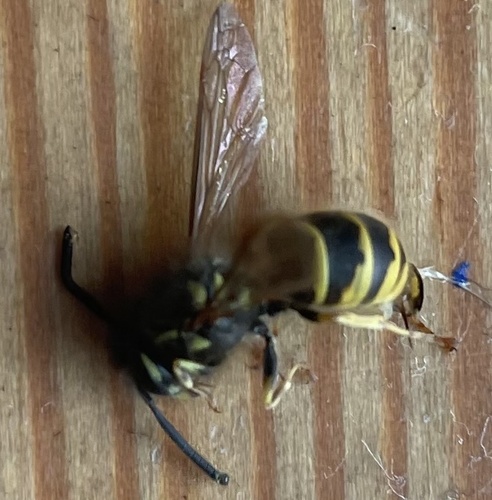 Vespula vulgaris observed 2026-10-28