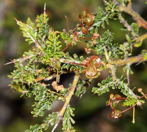 Image of Acacia acanthoclada by (c) Russell Best, some rights reserved (CC BY)