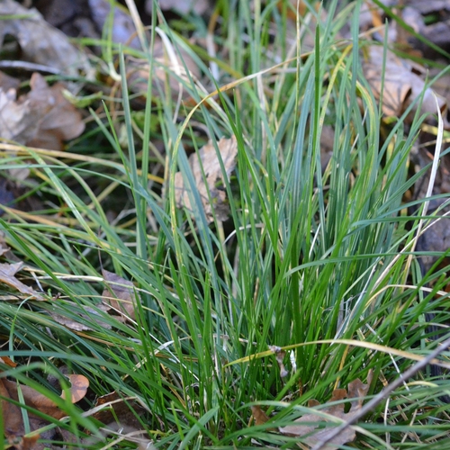Deschampsia cespitosa observed 2026-10-28