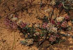 Trachymene cyanopetala