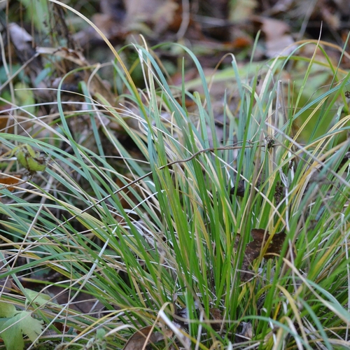 Deschampsia cespitosa observed 2026-10-28