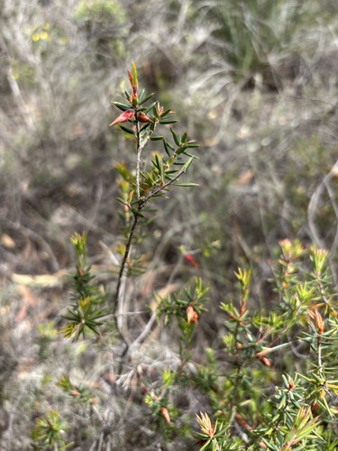 Styphelia observed 2026-10-28