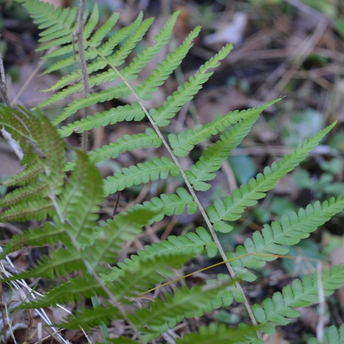 Dryopteris filix-mas observed 2026-10-28