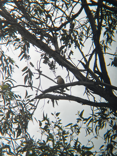 Todiramphus sanctus observed 2026-10-28