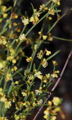 Muehlenbeckia diclina