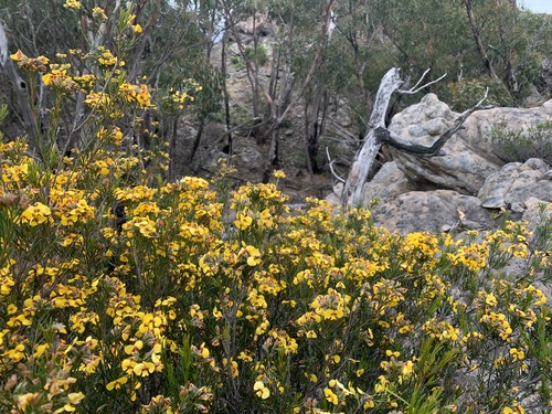Dillwynia oreodoxa observed 2026-10-28