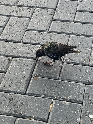 Sturnus vulgaris observed 2026-10-28