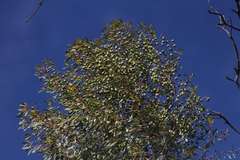 Codonocarpus cotinifolius