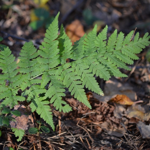 Dryopteris carthusiana observed 2026-10-28