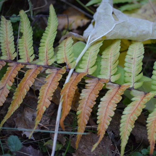 Dryopteris filix-mas observed 2026-10-28