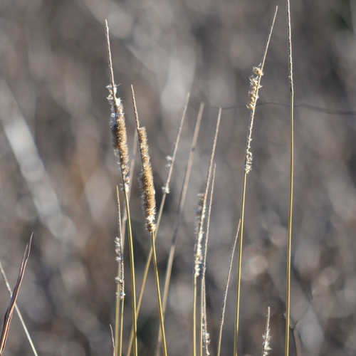 Phleum pratense observed 2026-10-28