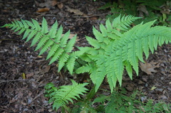 Dryopteris coreano-montana