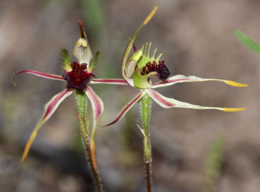 Caladenia verrucosa