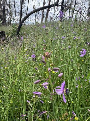 Arthropodium strictum, 2026-10-28