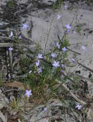 Wahlenbergia fluminalis