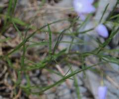 Wahlenbergia fluminalis