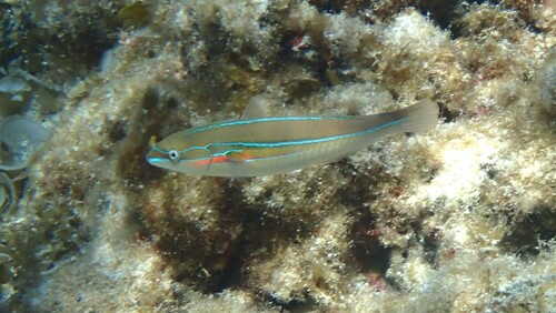 Stethojulis strigiventer observed 2026-10-27