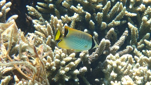 Chaetodon trifascialis observed 2026-10-27