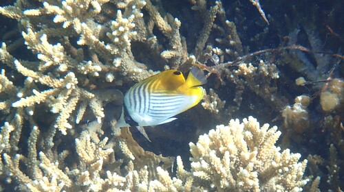 Chaetodon auriga observed 2026-10-27