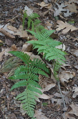 Dryopteris championii