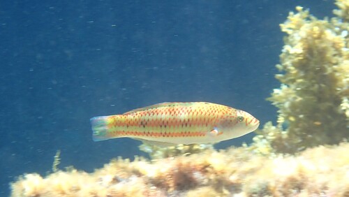 Thalassoma purpureum observed 2026-10-27