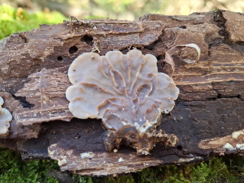 Auricularia mesenterica observed 2026-10-28