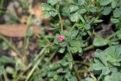 Lotus cruentus