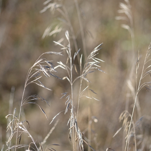 Bromus inermis observed 2026-10-28