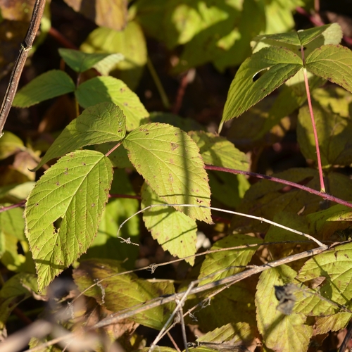 Rubus observed 2026-10-28