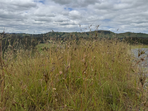 Themeda observed 2026-10-28