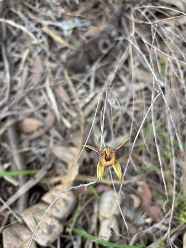 Caladenia observed 2026-10-28