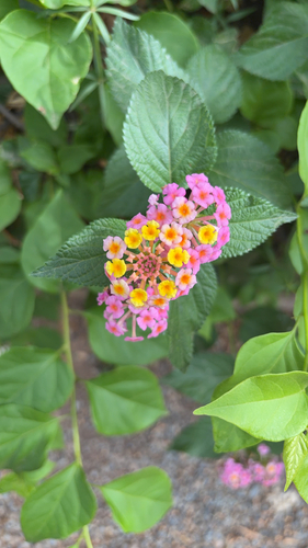 Lantana camara observed 2026-10-28