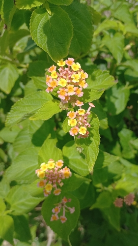 Lantana camara observed 2026-10-28