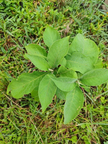 Solanum mauritianum observed 2026-10-27