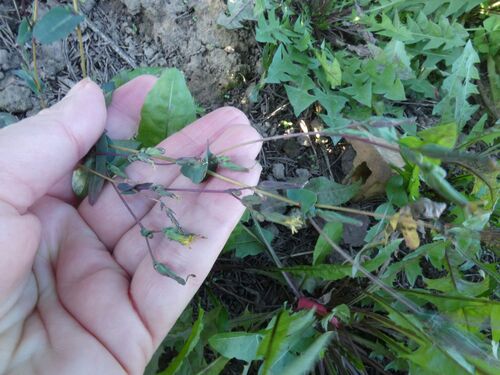 Lactuca sativa observed 2026-10-28