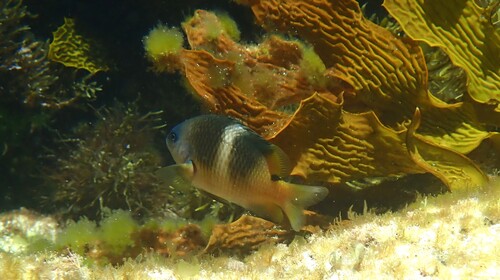 Plectroglyphidodon leucozonus observed 2026-10-27