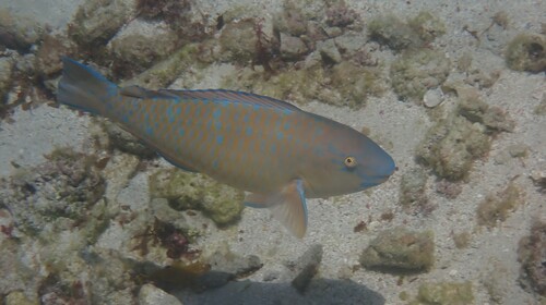 Scarus observed 2026-10-27