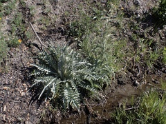 Cirsium douglasii