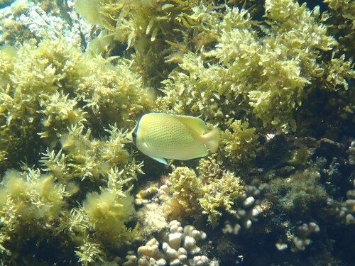 Chaetodon citrinellus observed 2026-10-27
