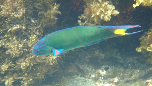Thalassoma lunare observed 2026-10-27